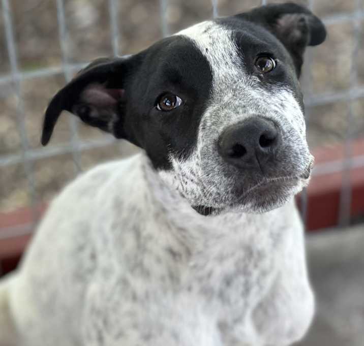 Photo of Benji