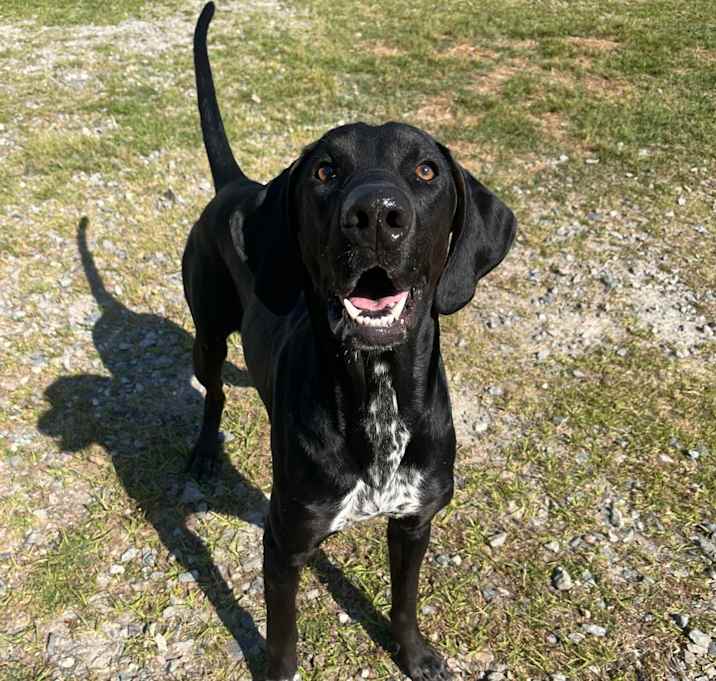 Photo of Ryder