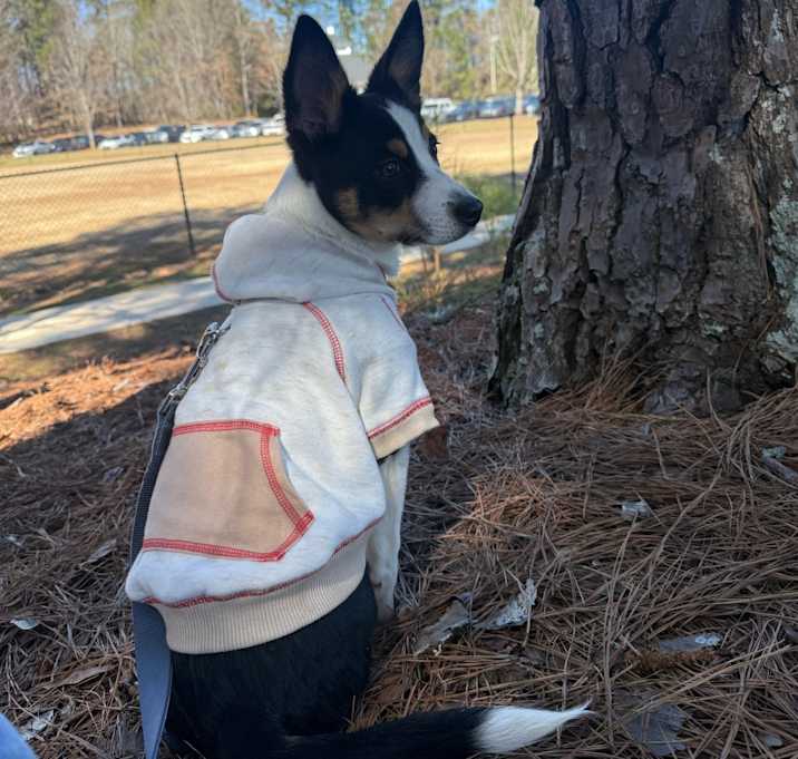 Photo of Bella 4 Months