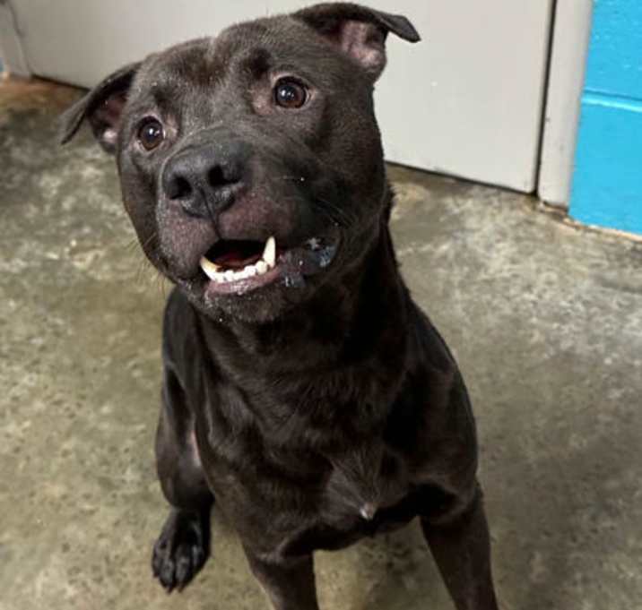 Photo of Havoc