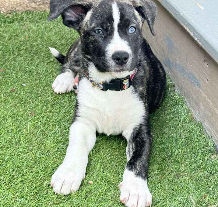 Photo of Bria