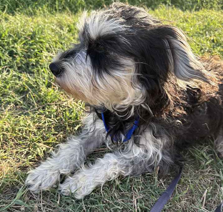 Photo of Pookie
