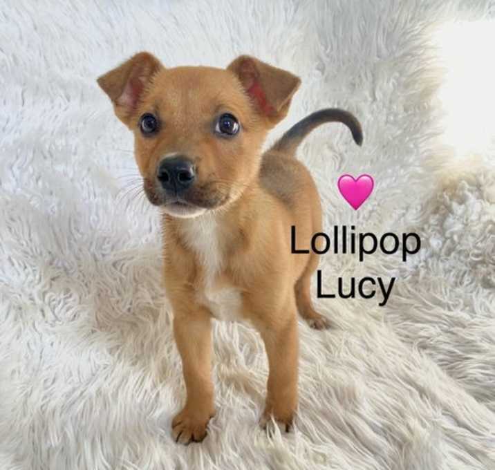 Photo of Lollipop Lucy