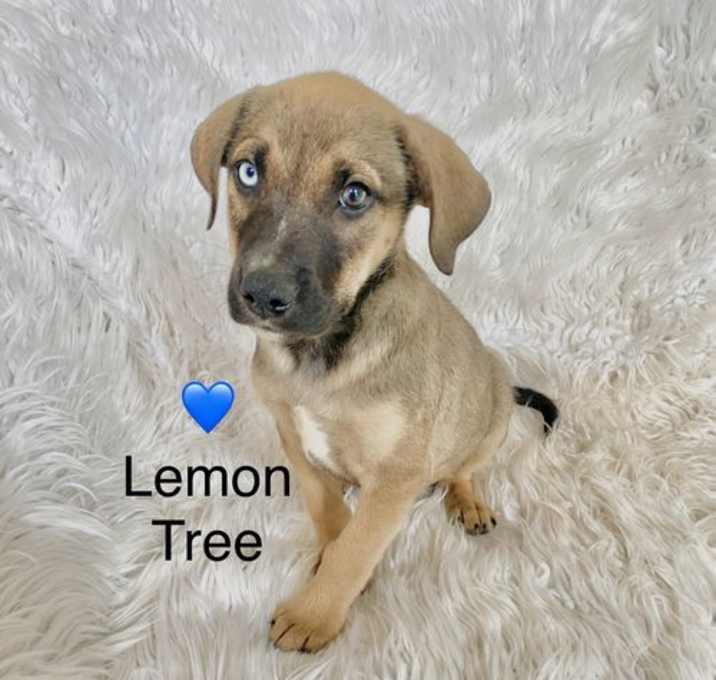 Photo of Lemon Tree (1 blue eye)