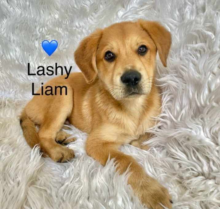 Photo of Lashy Liam