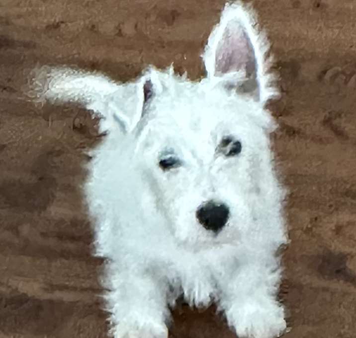 Photo of Peso