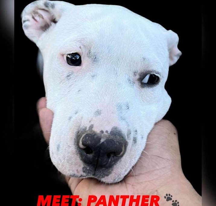 Photo of PANTHER FROM THE SUPERHERO LITTER