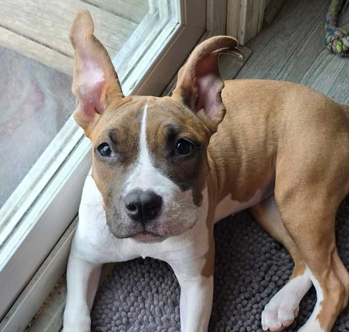 Photo of Cookie