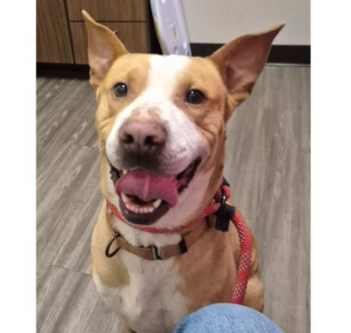 Photo of ANNA THE SWEETHEART