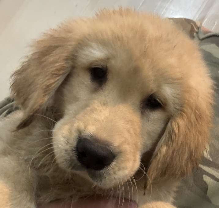 Photo of ADOPTION PENDING Tempura