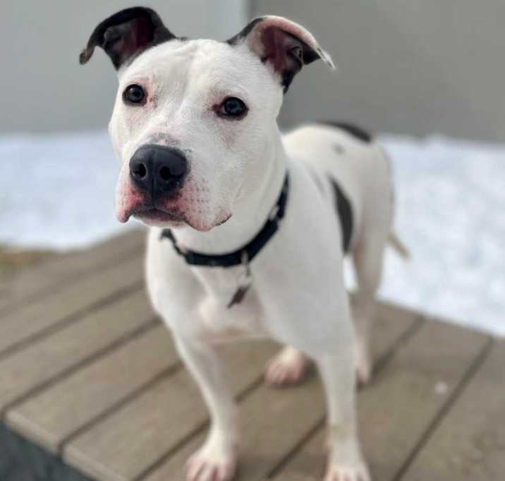 Photo of Flurry