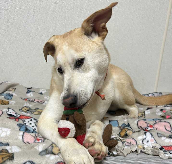 Photo of Thor