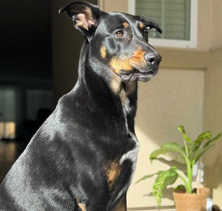 Photo of Maverick