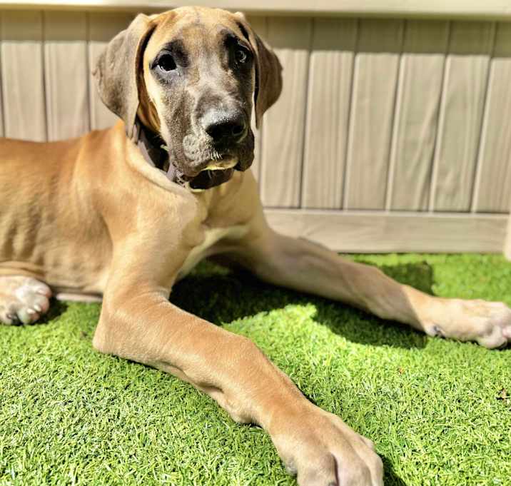 Photo of Atlas