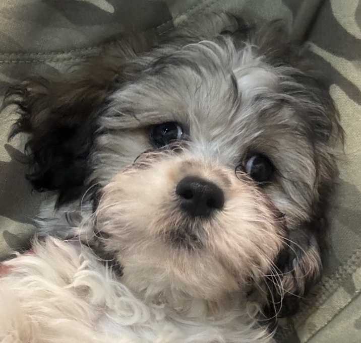 Photo of ADOPTION PENDING Teriyaki
