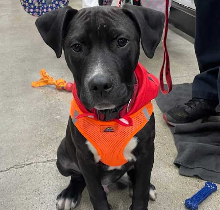 Photo of Hobbes