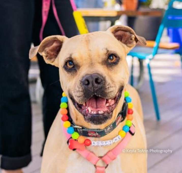 Photo of Cupcake