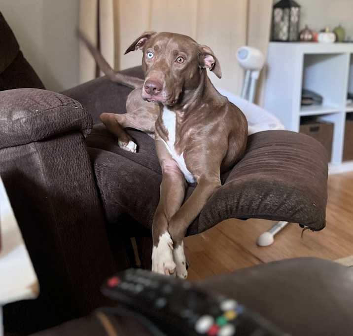 Photo of Buddy