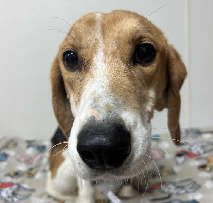 Photo of Darla