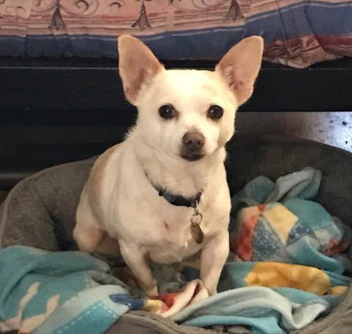 Photo of Ziggy