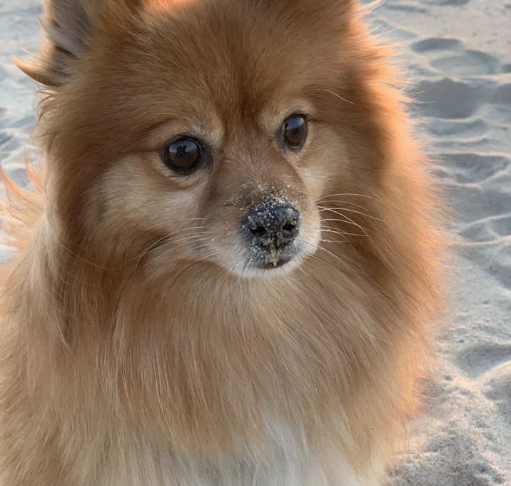 Photo of Cooper
