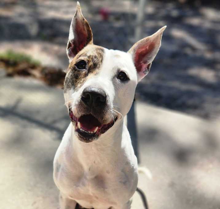 Photo of Tilly