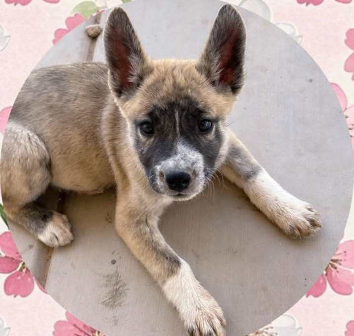 Photo of ATHENA