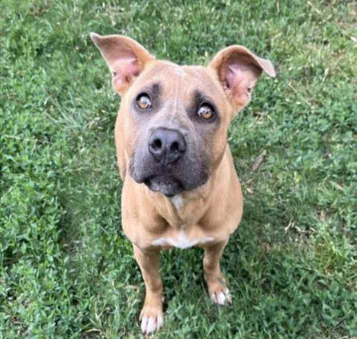 Photo of HAZEL