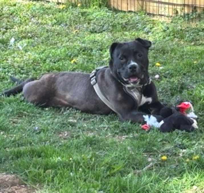 Photo of Sergeant