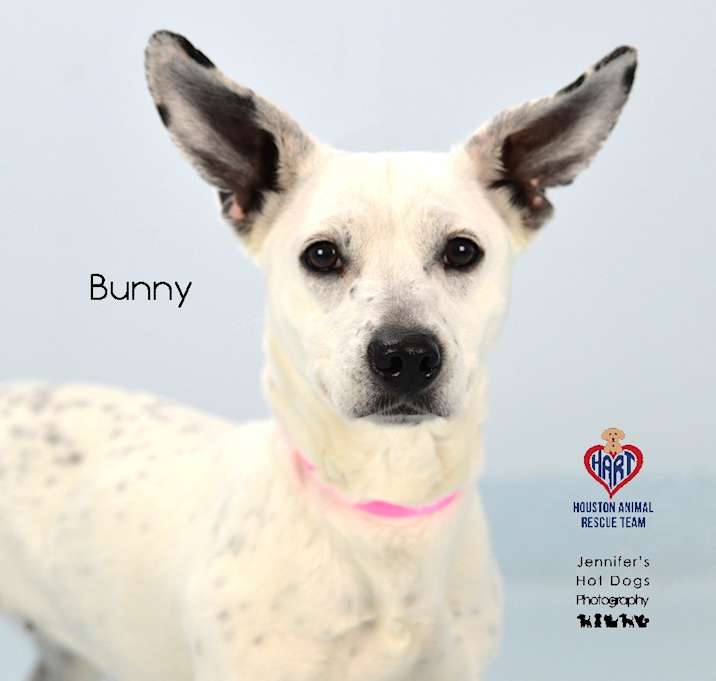 Photo of Bunny