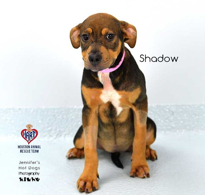 Photo of Shadow