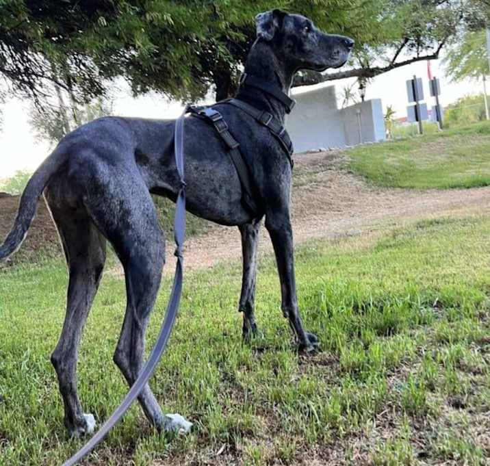 Photo of Inky