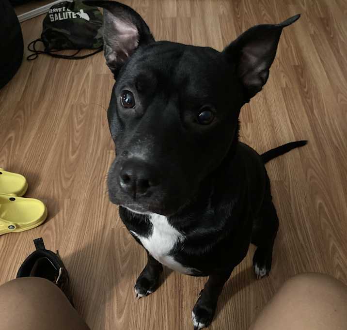 Photo of Jett