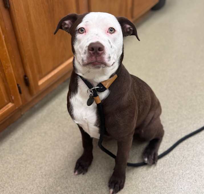 Photo of Dahlia