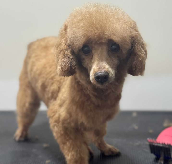 Photo of Ginger