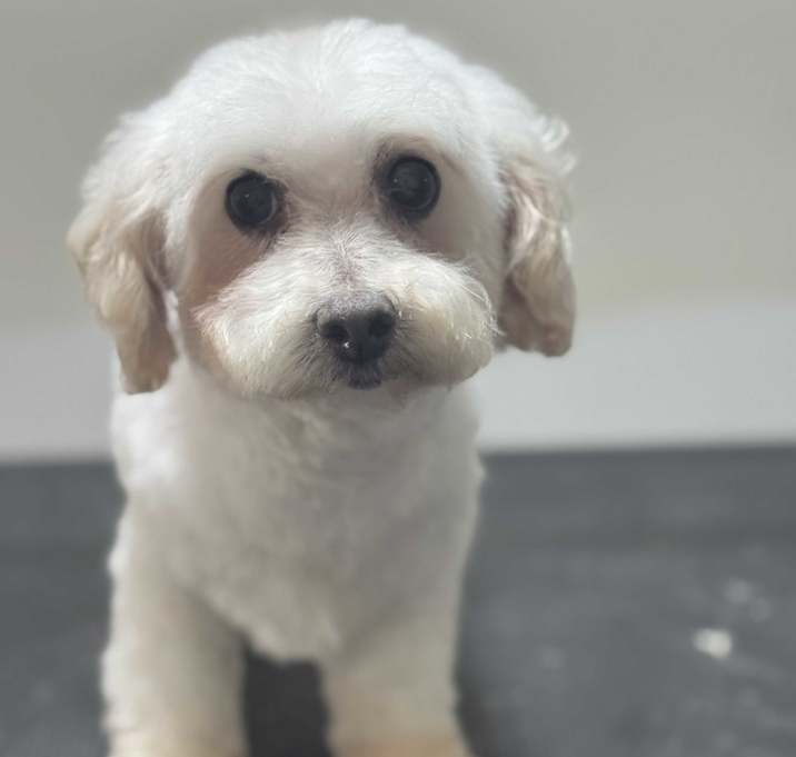 Photo of Ruby