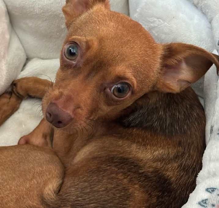 Photo of Gizmo