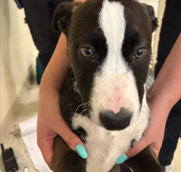 Photo of *DAISY