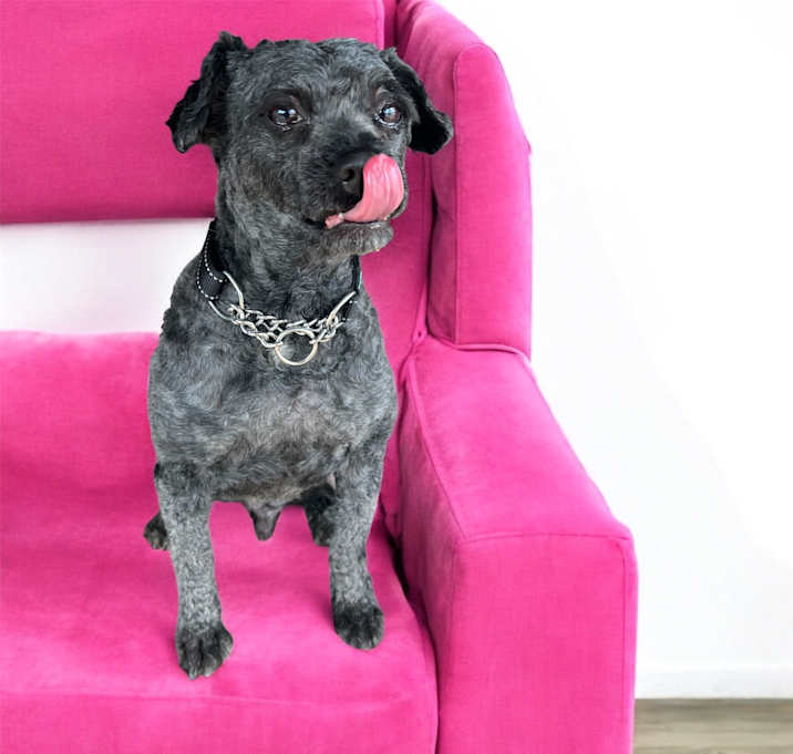 Photo of Shaggy