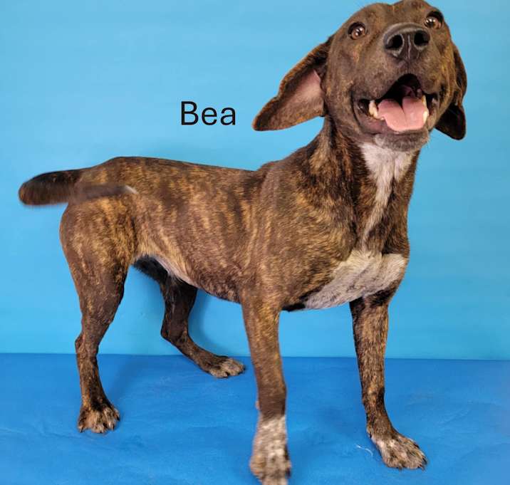 Photo of Bea