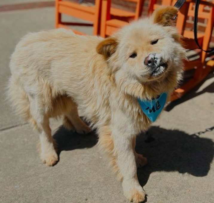 Photo of Luna