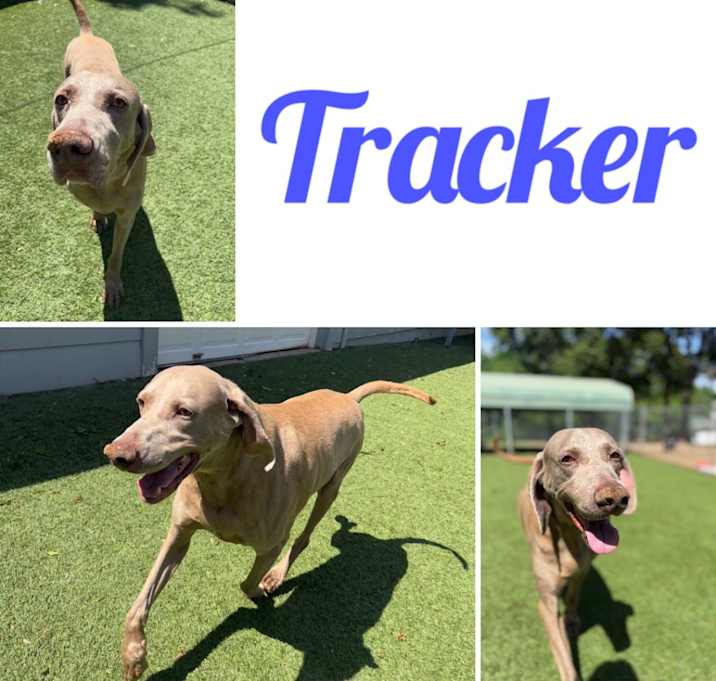 Photo of Tracker