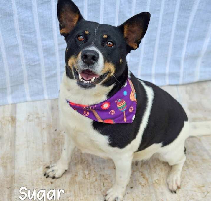 Photo of Sugar Plum