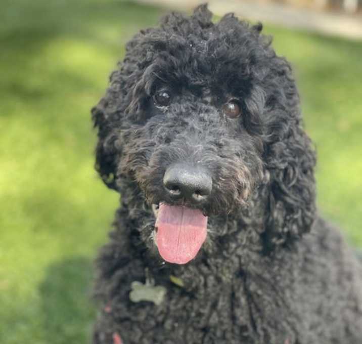 Photo of Gia Louise - Bonded Pair