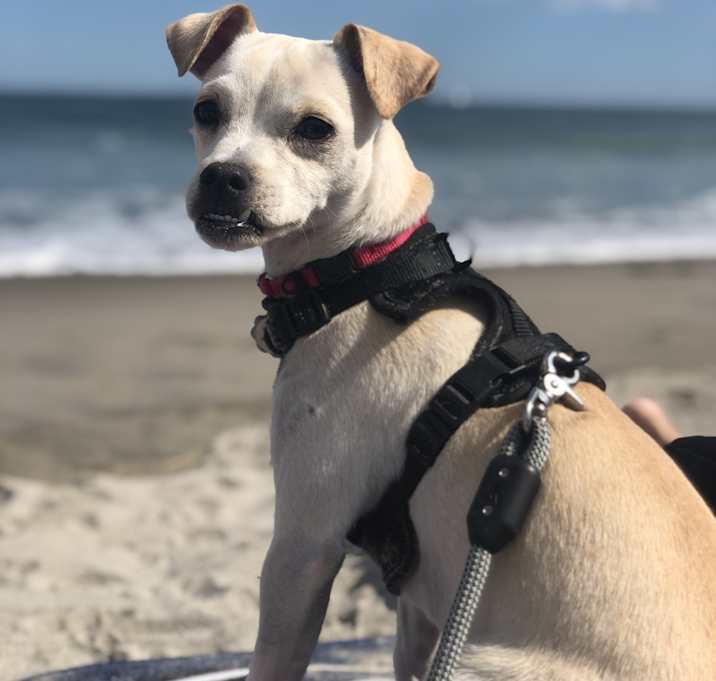 Photo of Archie