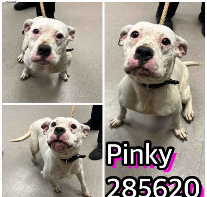 Photo of PINKY