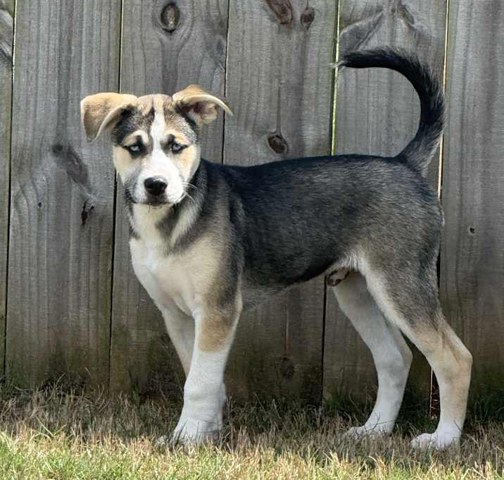 Photo of Tucker
