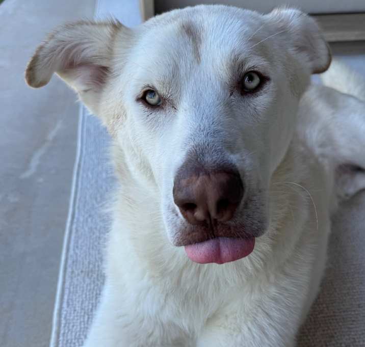 Photo of Obi