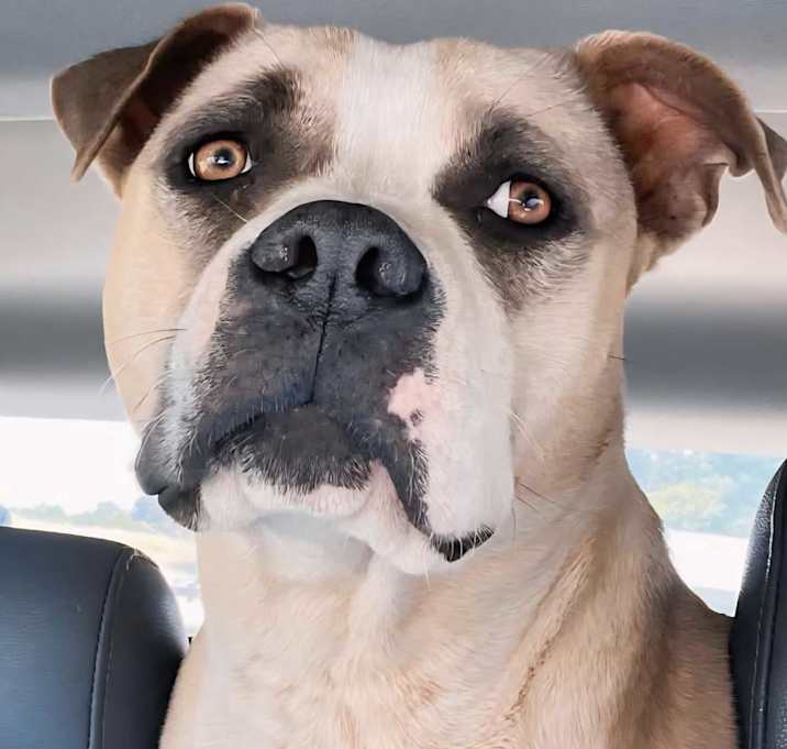 Photo of Honey