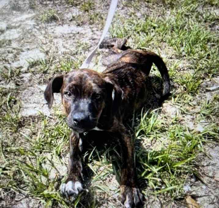 Photo of Biscuit